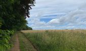 Tour Wandern Holsbeek - S-GR Hageland: Kortrijk-Dutsel - Leuven - Photo 10