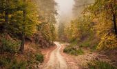 Trail On foot Unknown - Semimaraton Ciucaș - Photo 4