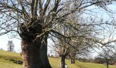 Randonnée Marche Aubel - Du chemin du diable aux tourniquets - Photo 1