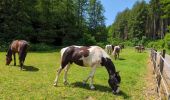 Trail Walking Oberhaslach - Le Nideck, entre ruines et cascades - Photo 17