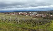 Tour Wandern Marlenheim - le vignoble de marlenheim (circuit) - Photo 3