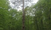 Tocht Stappen Fontainebleau - carrefour de Vienne  - Photo 2