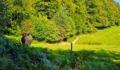 Tour Wandern Onhaye - Balade de Sommière à Weillen - Photo 16