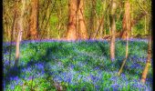 Tour Wandern Fleurus - Balade dans le Bois de Soleilmont - Photo 5