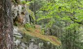 Tour Zu Fuß Willebadessen - Rundwanderweg 