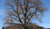 Tocht Te voet Balve - Eisborn Rundweg A4 - Photo 4