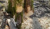 Trail Walking Ciney - haid ac 5 - Photo 1