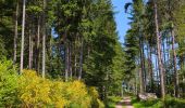 Trail Walking Oberhaslach - Le Nideck, entre ruines et cascades - Photo 18