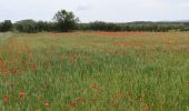 Excursión Senderismo Montagnac - Montagnac balade vigneronnr - Photo 8