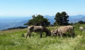 Trail Walking Beaumont-du-Ventoux - Ascension du Ventoux versant nord - Photo 4