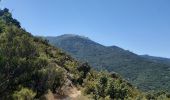 Trail Walking Banyuls-sur-Mer - puig de sallfort depuis coll de vallauria - Photo 13