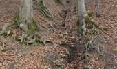 Trail Walking Baelen - 20220321 - Perkiets 7.2 Km - Photo 3