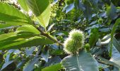 Tocht Te voet Bloemendaal - Vinkenduin en Oud Woestduin - Photo 6