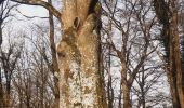 Trail Walking Hamoir - trek GR57 jour 4 : Hamoir - Bomal-sur-Ourthe - Photo 16