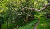 Tocht Te voet North Devon - Butterfly Walk - Photo 6