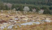 Tocht Te voet West Devon - Bellever Trail - Photo 5