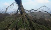 Tocht Stappen Wasserbourg - Tour du Petit Ballon et des fermes auberges - Photo 15