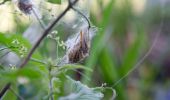 Tocht Te voet Onbekend - Naturlehrpfad obere Lobau (Saltenstraße Rundweg) - Photo 9