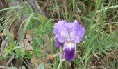 Excursión Senderismo Châteaugay - Châteaugay (Chemin des Orchidées) - Photo 5