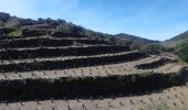 Excursión Senderismo Collioure - autour de Collioure a travers les vignes - Photo 18