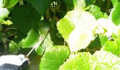 Tour Elektrofahrrad Auxerre - Auxerre - Vigne canal - Jussy - Photo 15