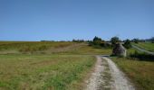 Tocht Stappen Saint-Martin-le-Beau - Saint-Martin-le-Beau - PR Entre Vignes et Forêts - 11.8km 120m 2h45 (45mn) - 2023 10 07 - Photo 4