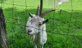 Tour Wandern Bouillon - sabots de Godefroid  - Photo 7