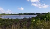 Trail Walking La Trinité -  Galion mangrose en boucle  - Photo 5