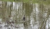 Randonnée Marche Nivelles - BE-Bornival - Bois d'En-Bas  - Ecluse 24 - Ancien canal - Photo 12