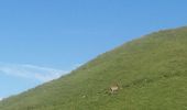 Randonnée Marche Talloires-Montmin - au dessus d Aulp - Photo 9