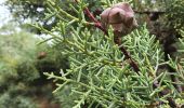 Tour Wandern Notre-Dame-de-Monts - Notre-Dame-de-Monts-Découverte forêt et dunes - Photo 9