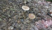 Trail Walking Houppeville - 20200905-Houppeville  - Photo 6