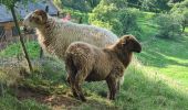 Trail Walking Orbey - Autour du Linge - Photo 18