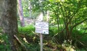 Trail Walking Sentheim - Baerenkopf  - Photo 12