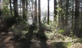 Percorso A piedi Sconosciuto - Castlewellan Forest Park - Cypress Pond Walk - Photo 8