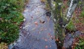 Trail Walking La Roche-en-Ardenne - le marais - Photo 1