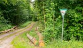 Trail On foot Beverungen - Weserhöhen-Wanderung 