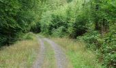 Trail On foot Heimbach - Wanderweg T2 ( Heimbach) - Photo 1