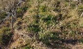 Trail Walking Roquebrune-sur-Argens - z rando dans les vignes 15-01-19 - Photo 2