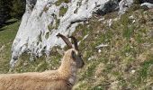 Trail Walking La Roche-sur-Foron - GLIERES / BORNES: LE CHENET - SUR COU - COL DU FREU - ROCHE PARNAL - COL DU CABLE - BALME - Photo 15