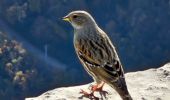 Tour Wandern Saint-Jeannet - Baous de la Gaude et de St Jeannet - Photo 4