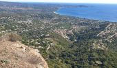 Randonnée Trail Cavalaire-sur-Mer - cavalaire, le dattier par les DFCI - Photo 3