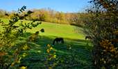Trail Walking Honnelles - La promenade du Caillou qui Bique - Photo 13