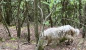Trail  Castillon - Grammondo 3 - Photo 1