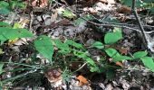 Trail Horseback riding Saint-Priest-sous-Aixe - Champignons  - Photo 1