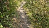 Randonnée Marche Maisse - Maisse - Forêt communale de Milly-la-Forêt - Photo 5