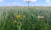 Trail Walking Comblain-au-Pont - oneux . hoyemont . chambrale . oneux  - Photo 11