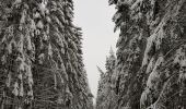 Randonnée Marche Stavelot - Hockai - Le Trôs Maret - La Fagne du Fraineu - Photo 7