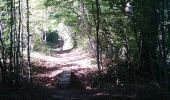 Trail Walking Sentheim - Sentheim Bellemagny Sentheim  - Photo 4