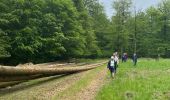 Trail Walking Saint-Hubert - Awenne - Photo 13